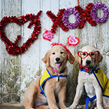 two canine companions puppies with valentine's decorations