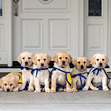 litter of Canine Companions puppies