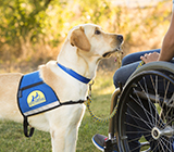 Canine Companions service dog holding keys in their mouth and looking at a person using a wheelchair.