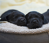 Two black Labrador puppies sleep cuddled in a brown and beige dog bed