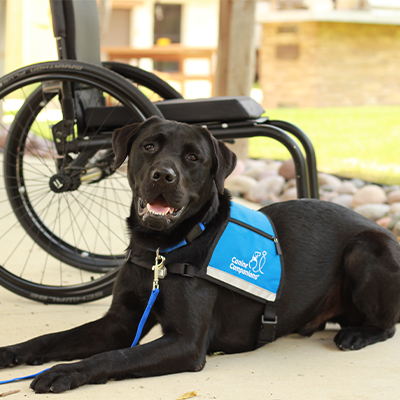 Black Labrador laying down in front of wheelchair