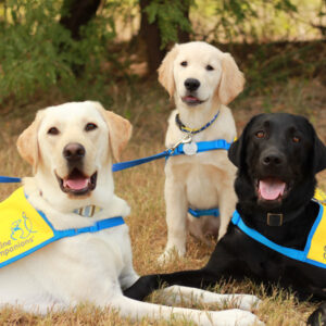 3 puppies seating on the grass