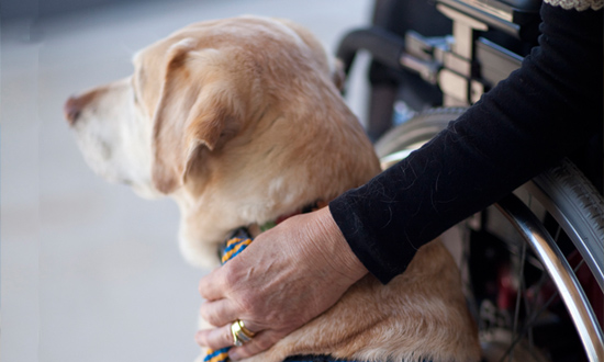 Canine Companions service dog with persons hand on their back