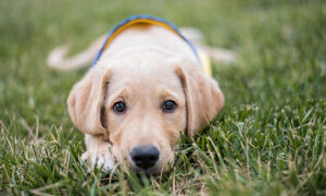 young dog lays in the grass