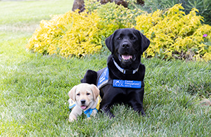 Service dog and puppy in training seating in the grass