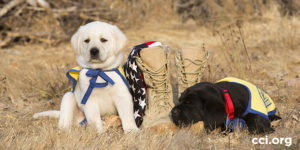 two puppies with military boots and American flag