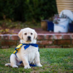 puppy on grass