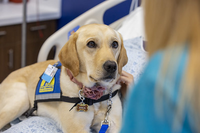 Canine Companions dog on hospital bed