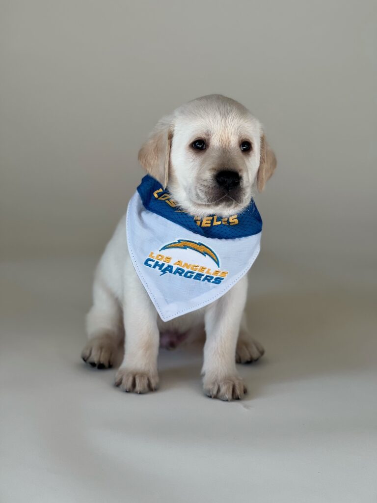 Yellow lab puppy wearing a LA Chargers bandana