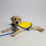 puppy on white background