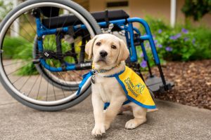 Puppy Phil seating in front of a wheelchair