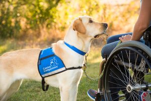 Dog holding a key to a graduate in wheelchair