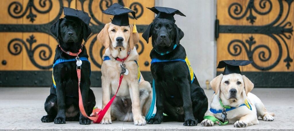 Four dogs in graduation hats