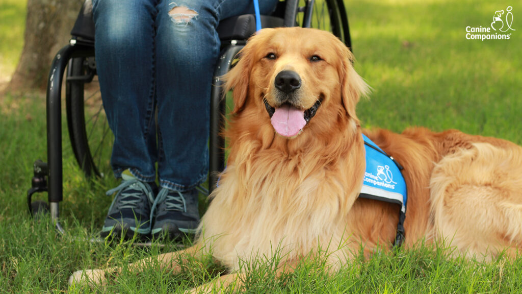 Golden retriever in blue vest laying down next to a person in a wheelchair