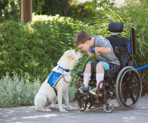 Boy in wheelchair with service dog nose to nose