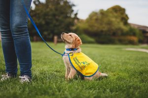 Canine Companions puppy on leash