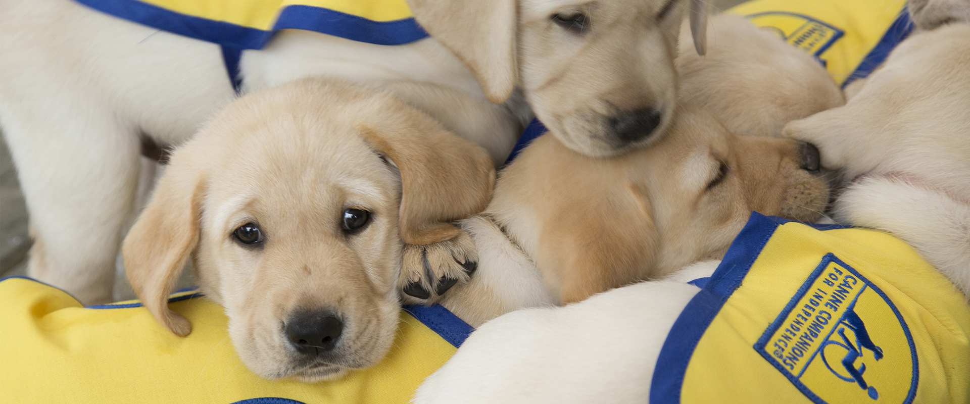 puppies wearing vest pilled up