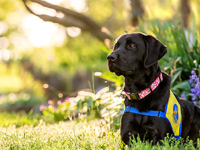 Canine Companions for Independence Black Labrador Retriever in sunlit field