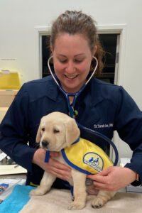 Veterinarian Dr. Sarah Lee checks a yellow Canine Companions puppy