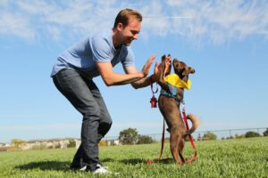 Man high fiving small brown dog