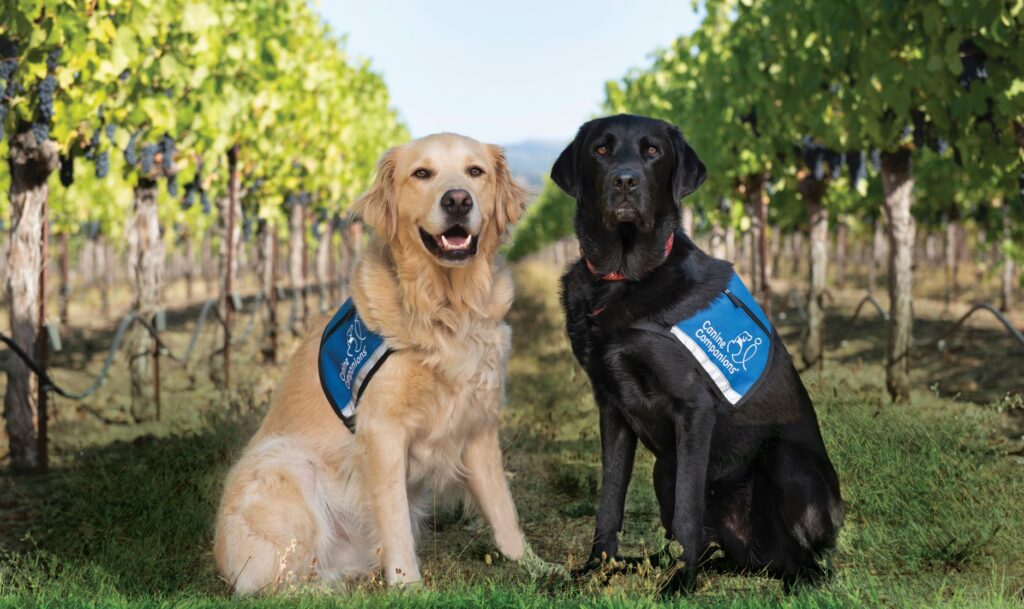 Two dogs in blue service vests sitting in a vineyard