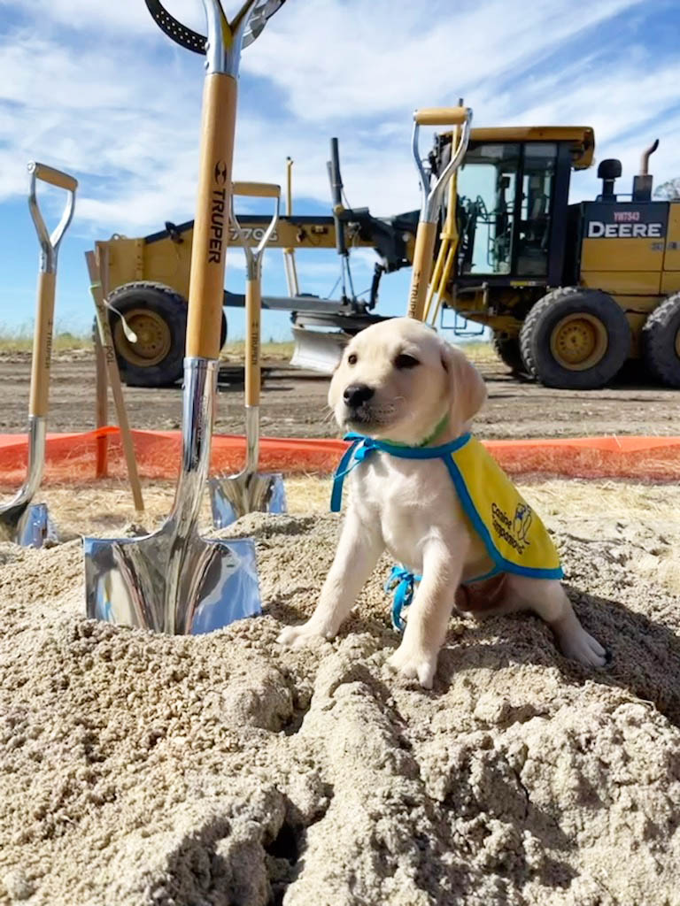 Yellow lab puppy in yellow puppy vest sits next to a shovel stuck in the ground with a backhoe in the background