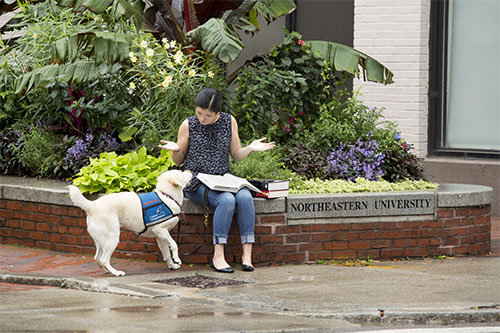 Hearing dog service dog in blue vest alerting owner to a noise