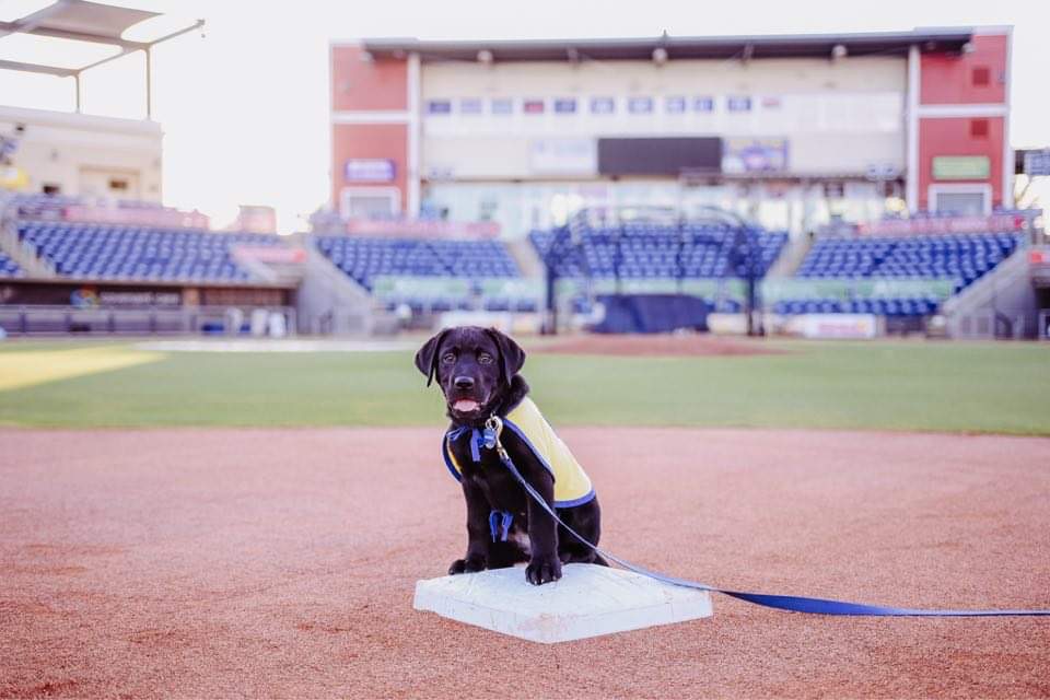 dog on baseball field