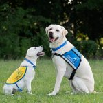 Young Canine Companions puppy sitting with Canine Companions service dog