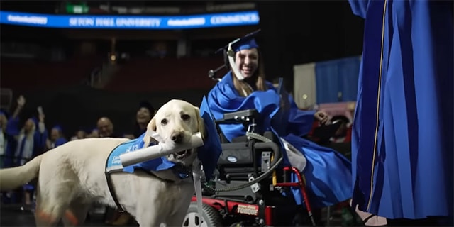 a young woman in an electric wheelchair in cap and gown smiling holding a leash attached to a Labrador who is wearing a blue vest and holding a rolled-up paper in his mouth; crowd cheering in the background