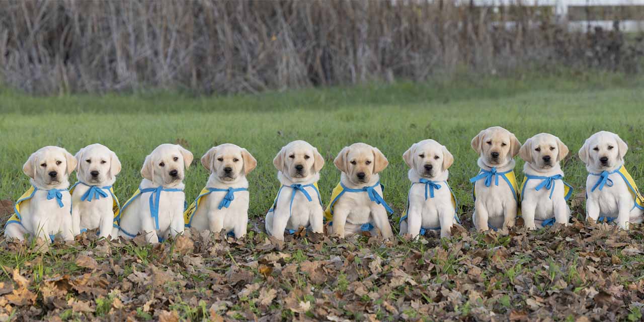 10 yellow lab puppies in yellow puppy capes sit in a row in a grassy field