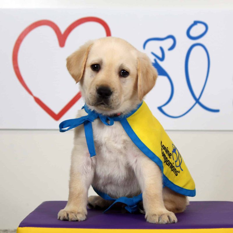 A yellow lab puppy in a yellow puppy cape