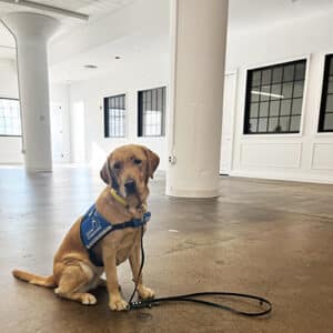 Service dog in Manhattan