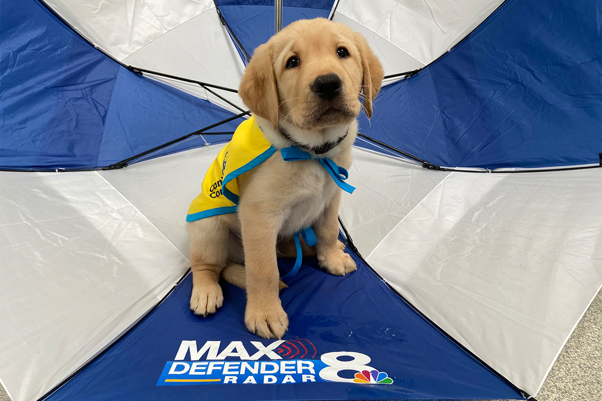 A young yellow Labrador pupp in a service dog vest sits inside a blue and white umbrella