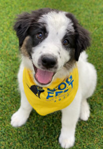 a white and black puppy in a yellow DogFest bandana sits on grass smiling