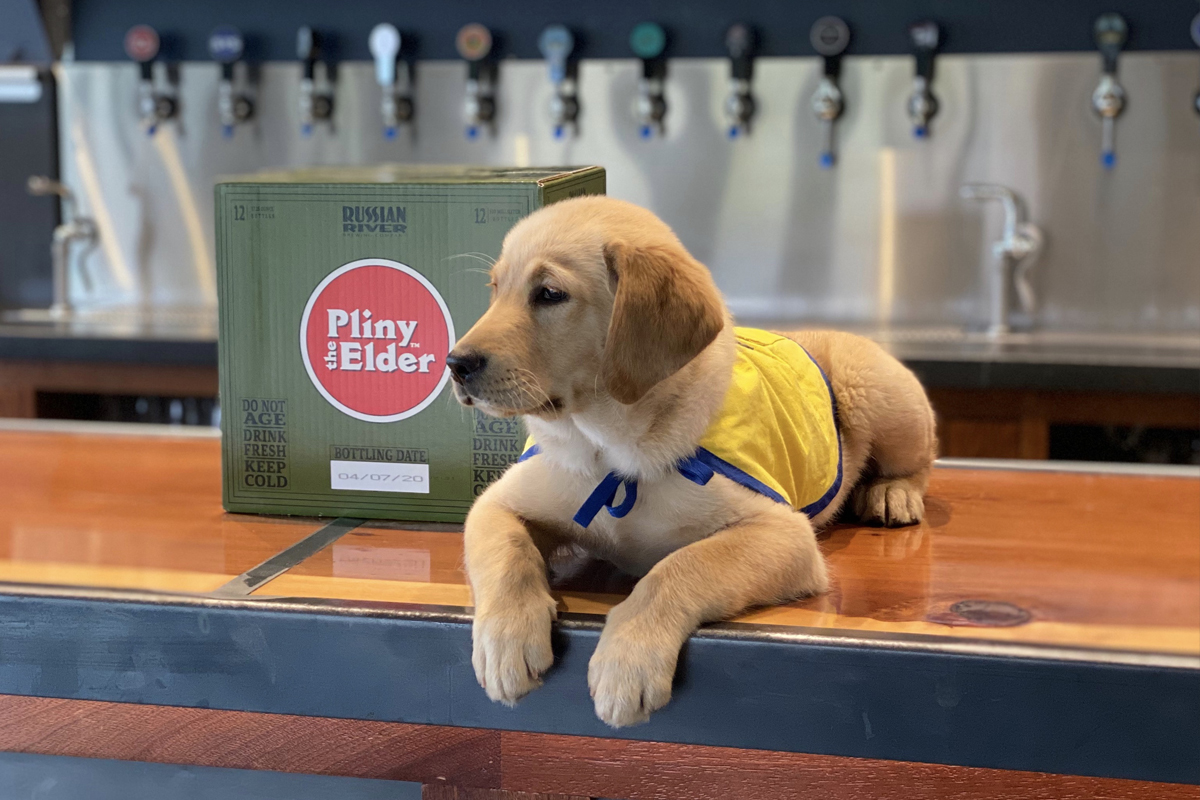 puppy laying on a bar counter