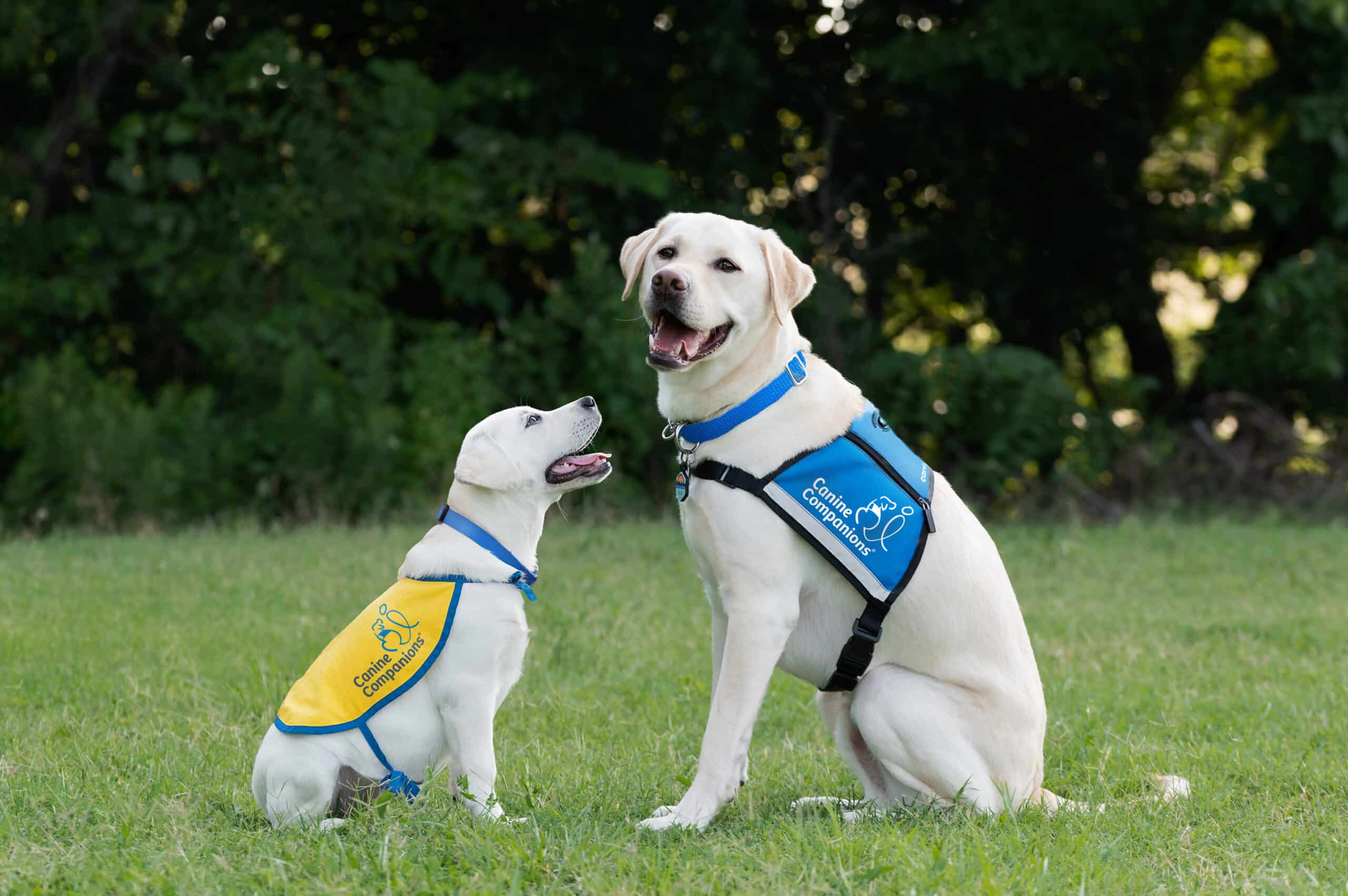 a yellow lab wearing a yellow puppy cape and an adult yellow lab wearing a blue service dog vest