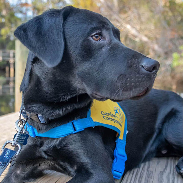 Black lab puppy in a yellow puppy vest