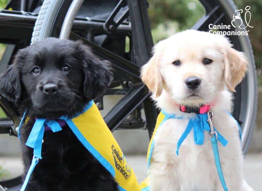 two puppies in yellow puppy capes