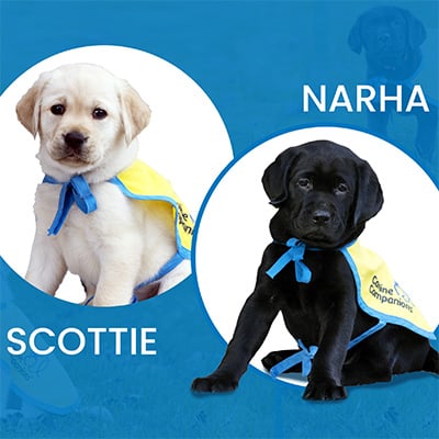 A yellow and black lab puppy both in puppy capes with their names Scottie and Narha