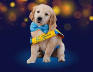 golden retriever puppy in a yellow puppy vest wearing a bowtie