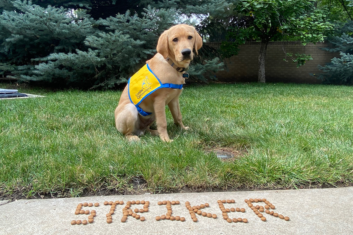 A young yellow Labrador puppy sits behind the name “Striker” spelled out in dog food.