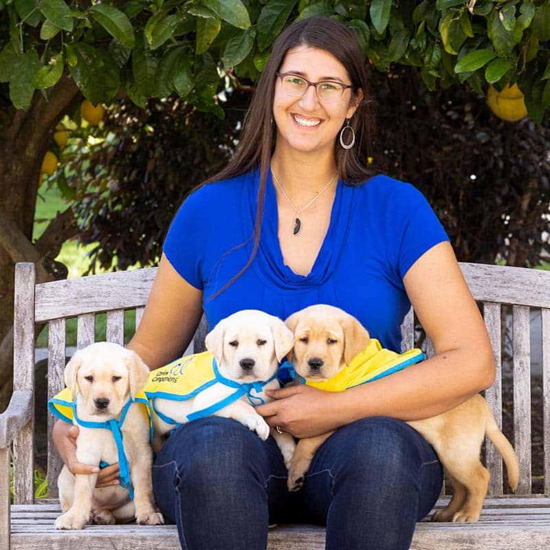 A smiling woman on a bench with three yellow lab puppies in yellow puppy capes