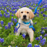 puppy in flower field