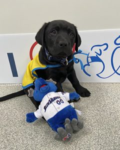 black dog with plush toy