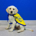 puppy with blue background