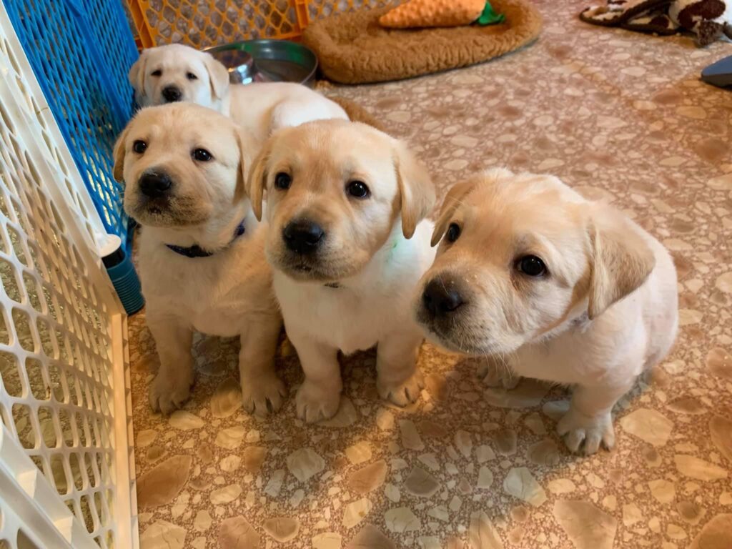 Four yellow puppies sitting