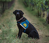 Dog seating in winery