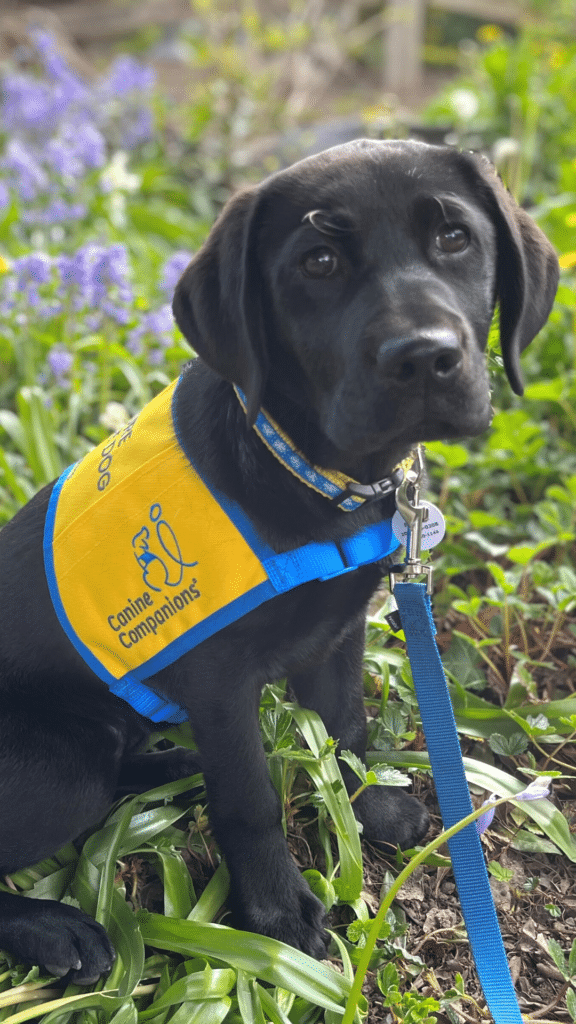 black lab puppy in a yellow puppy vest