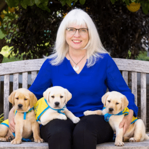A woman sitting on a bench with three yellow lab puppies in yellow puppy capes